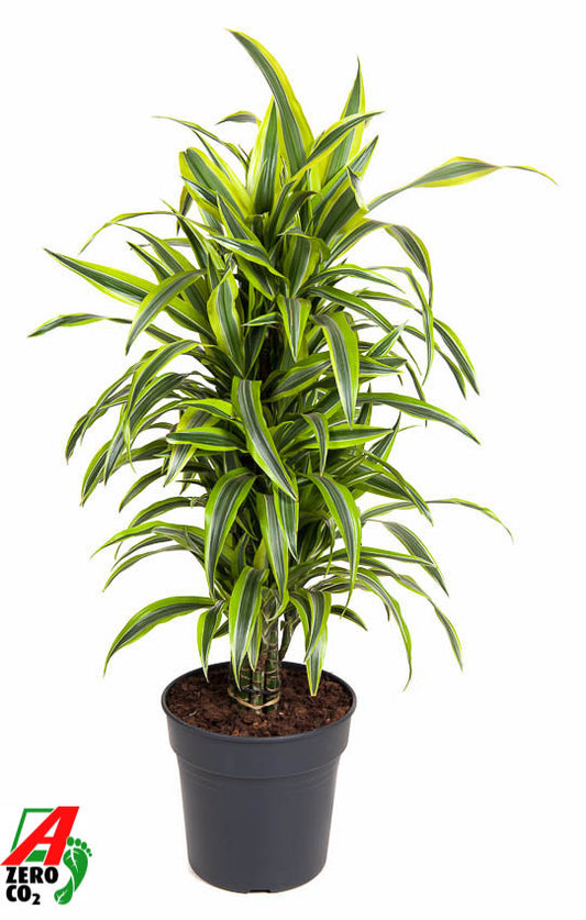 Dracaena fragrans Lemon Lime branched 120cm 27cm Pot