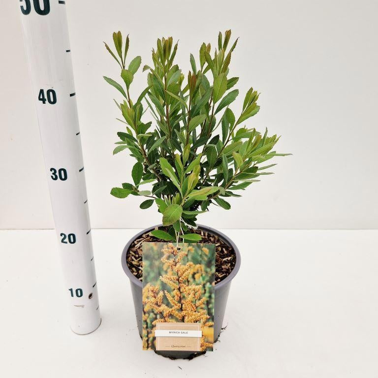 Myrica gale 45cm 19cm Pot