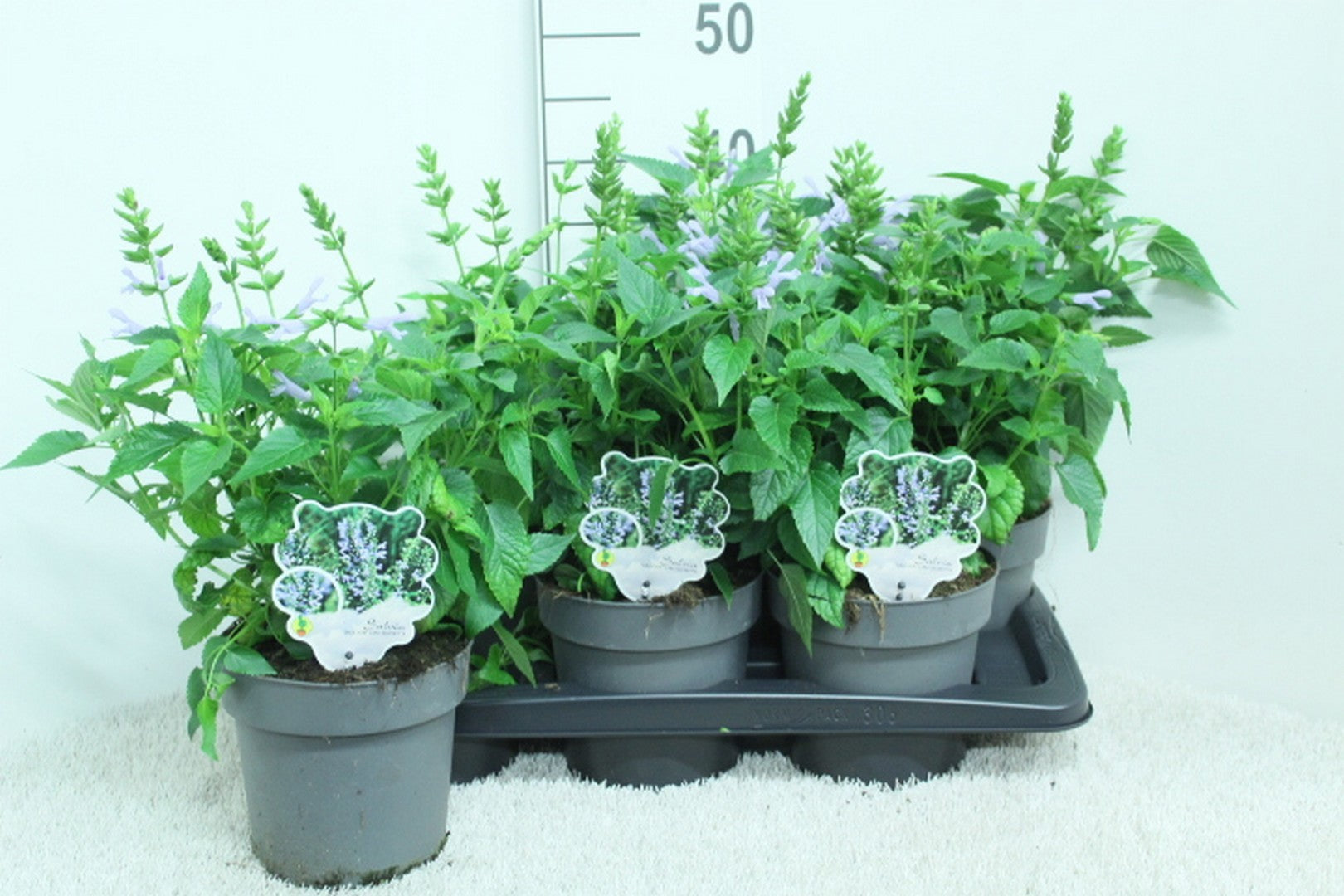 Salvia Salgoon Lake Silvretta 45cm 17cm Pot