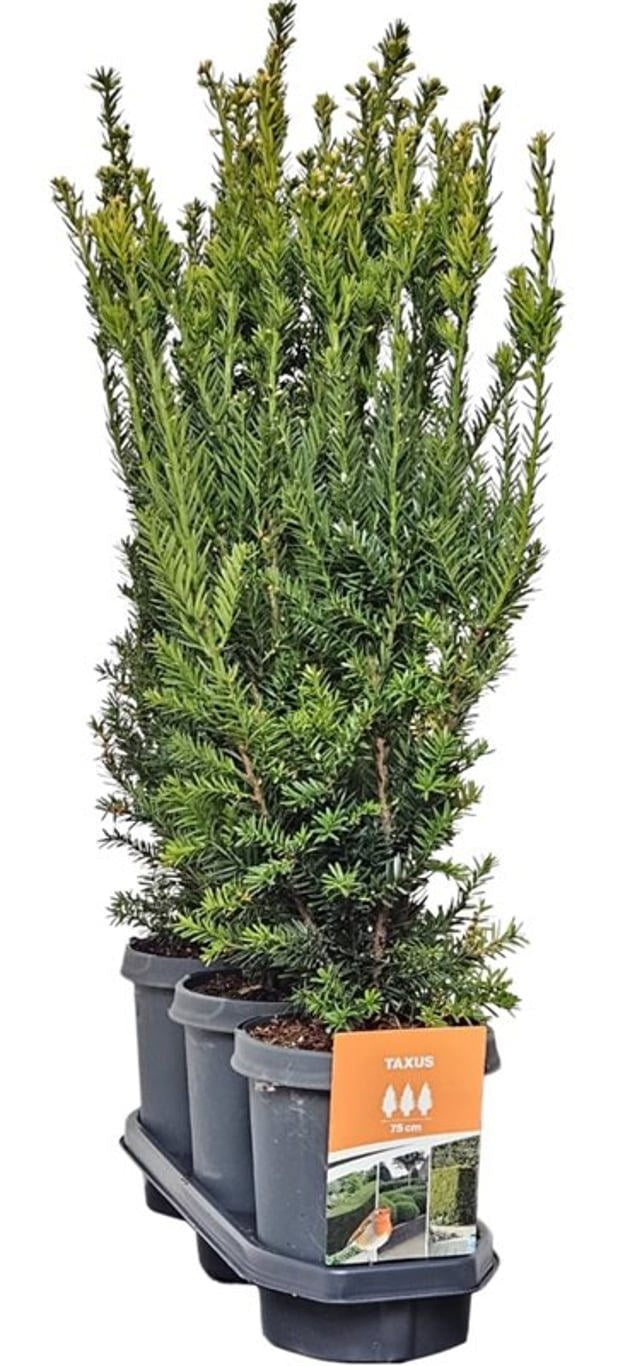 Taxus media Hillii 80cm 21cm Pot
