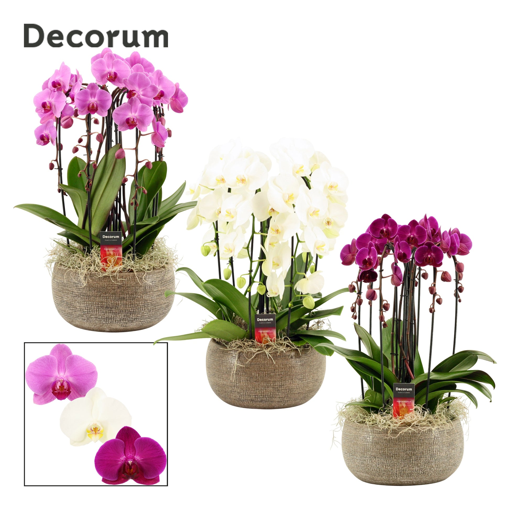 Phalaenopsis mix 55cm 27cm Pot