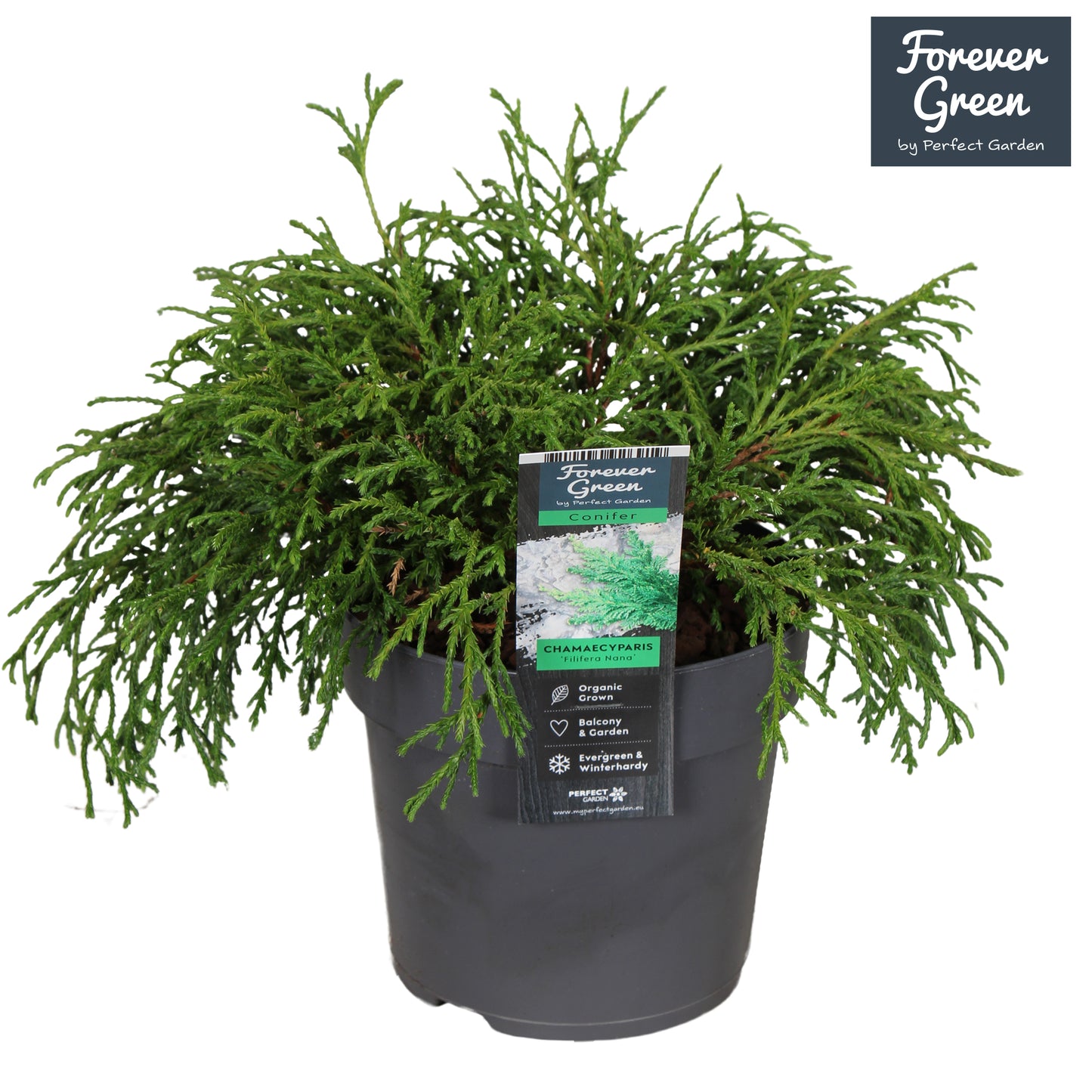 Chamaecyparis Filifera Nana 25cm 14cm Pot