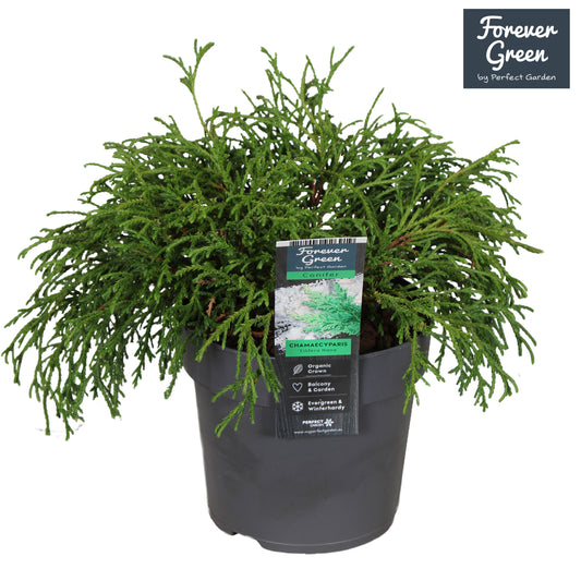 Chamaecyparis Filifera Nana 25cm 14cm Pot