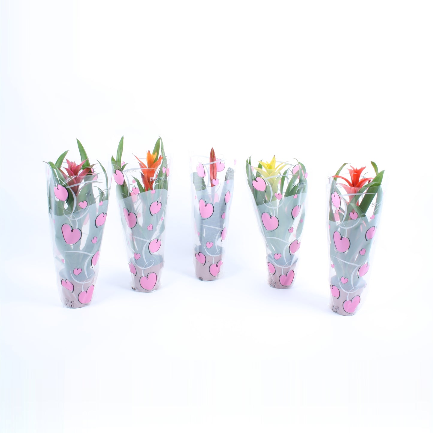 Bromelia mix 45cm 12cm Pot