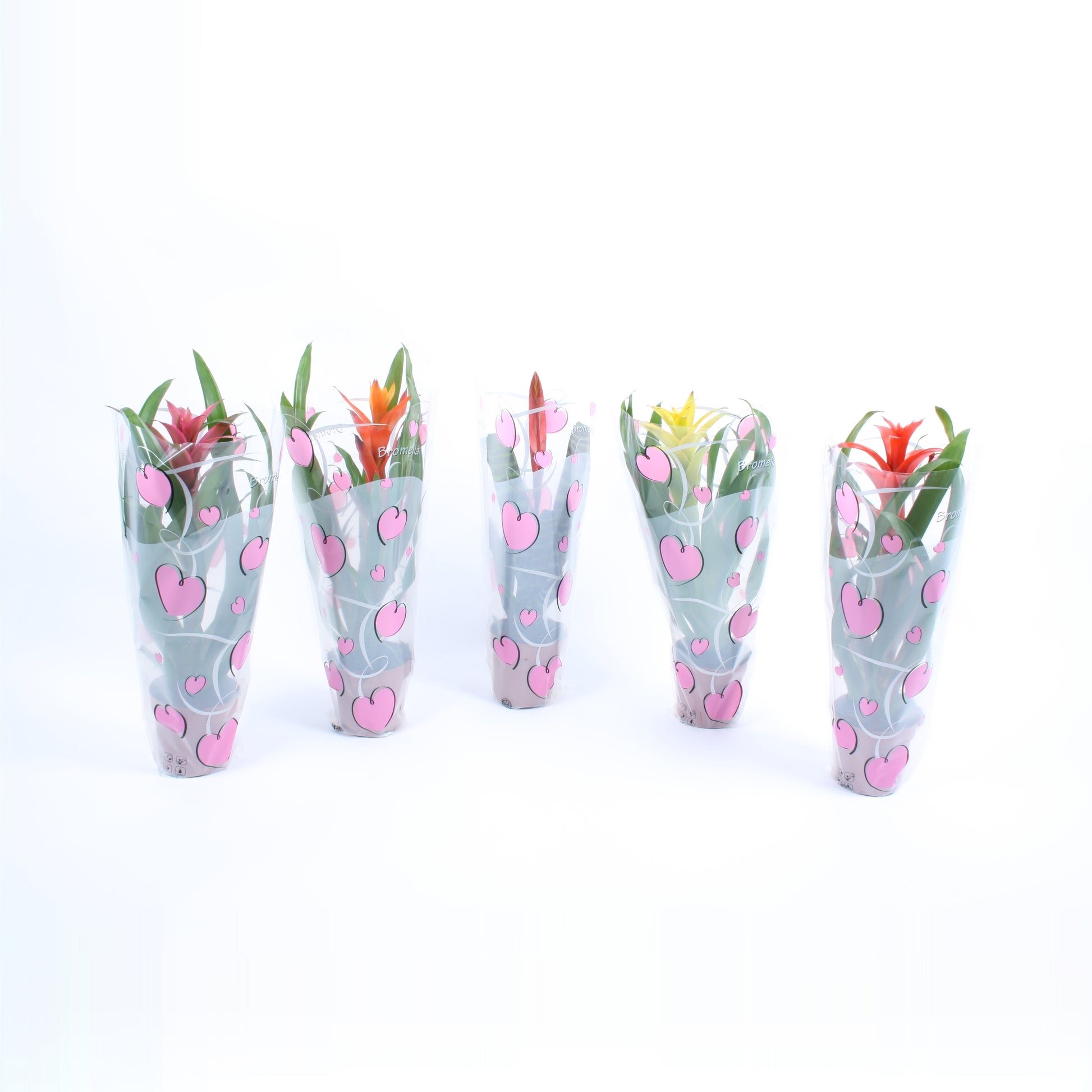 Bromelia mix 45cm 12cm Pot