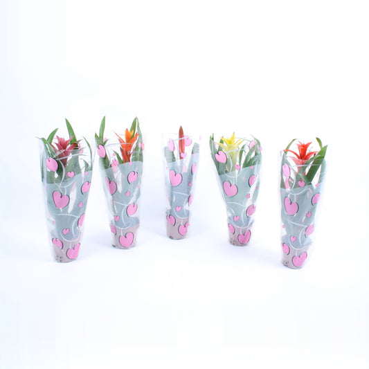 Bromelia mix 45cm 12cm Pot