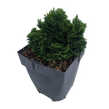 Chamaecyparis obtusa Nana Gracilis 30cm 17cm Pot