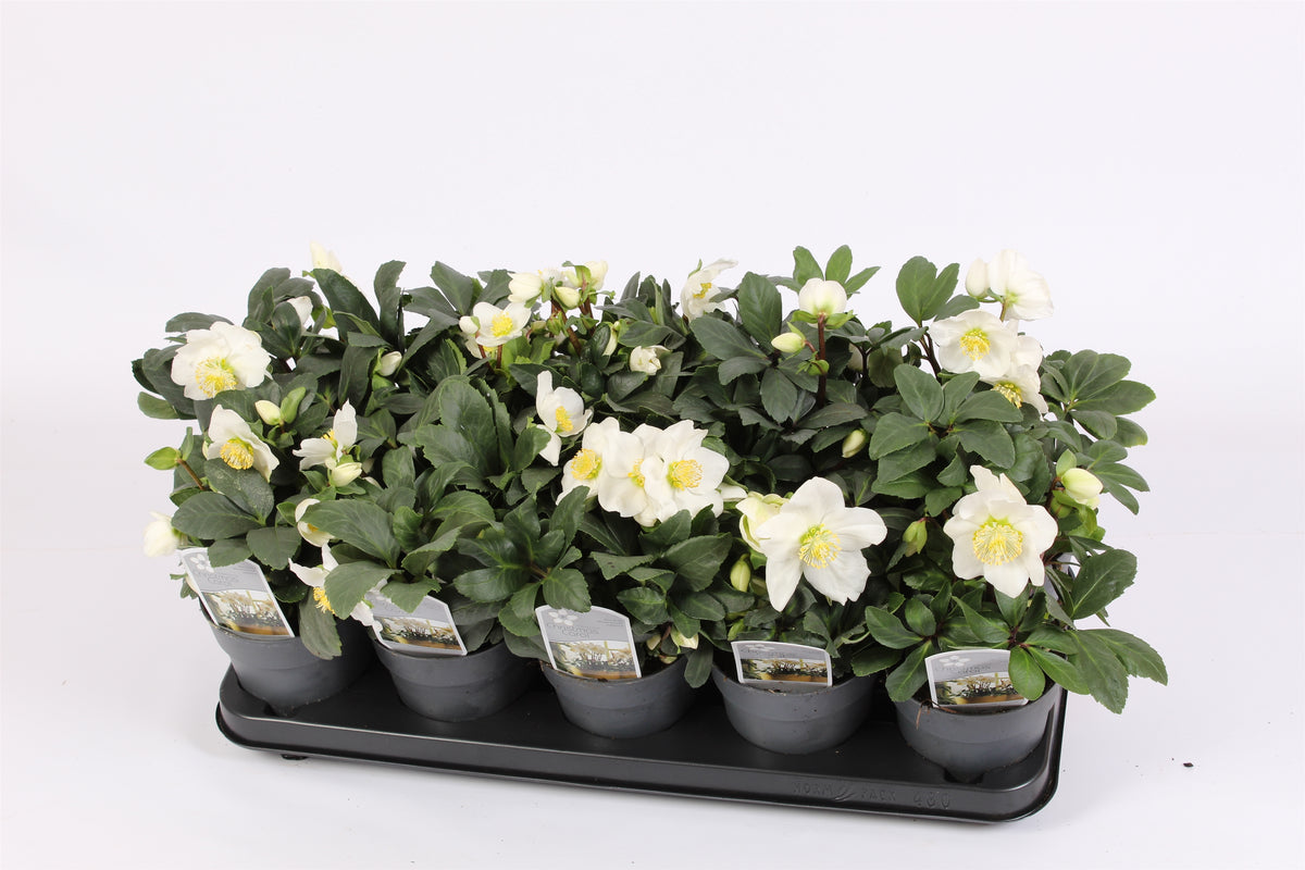 Helleborus niger Christmas Carol 24cm 12cm Pot