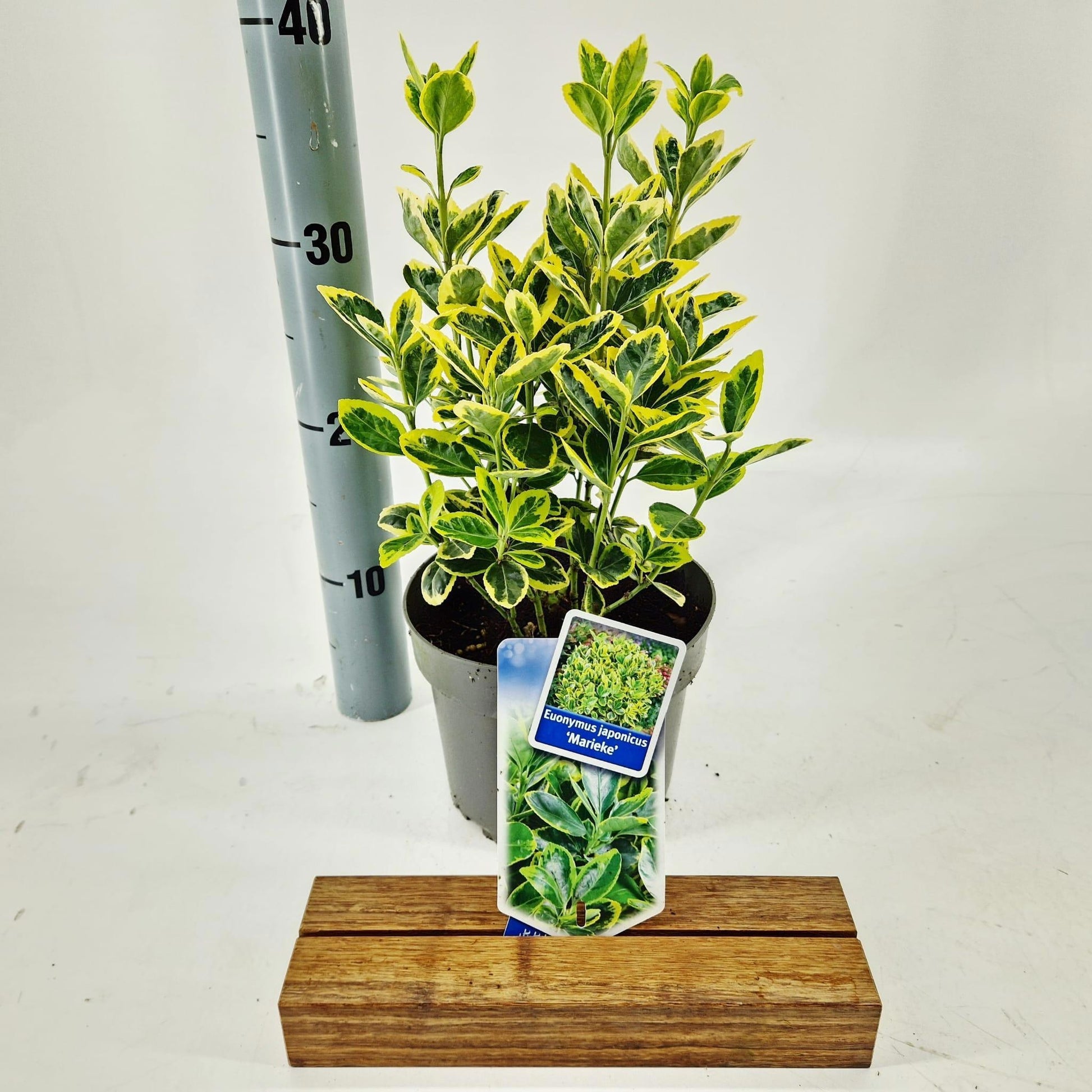 Euonymus Marieke 25cm 17cm Pot