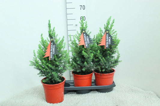 Picea glauca Conica 60cm 19cm Pot