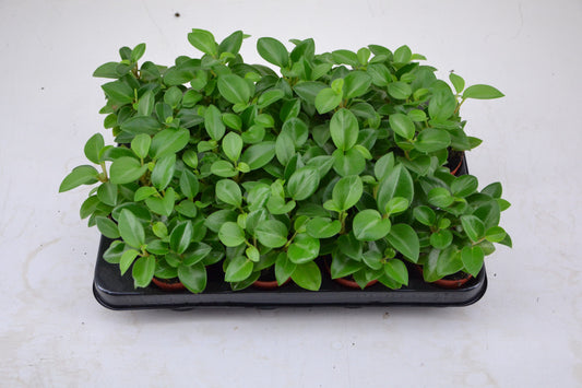 Peperomia Pixie 12cm 7cm Pot