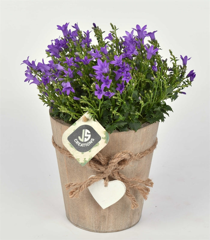 Campanula in terracotta pot 13cm Pot