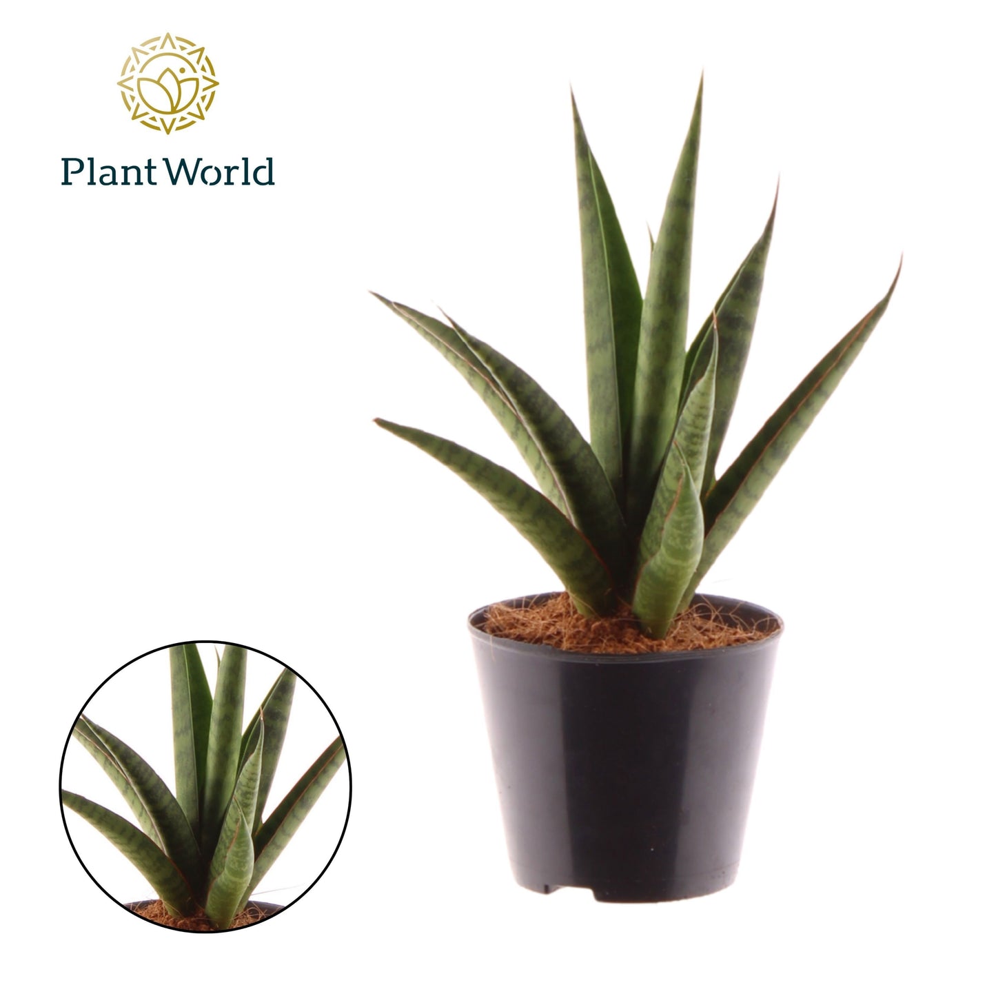 Sansevieria trifasciata 25cm Special Pot (508)