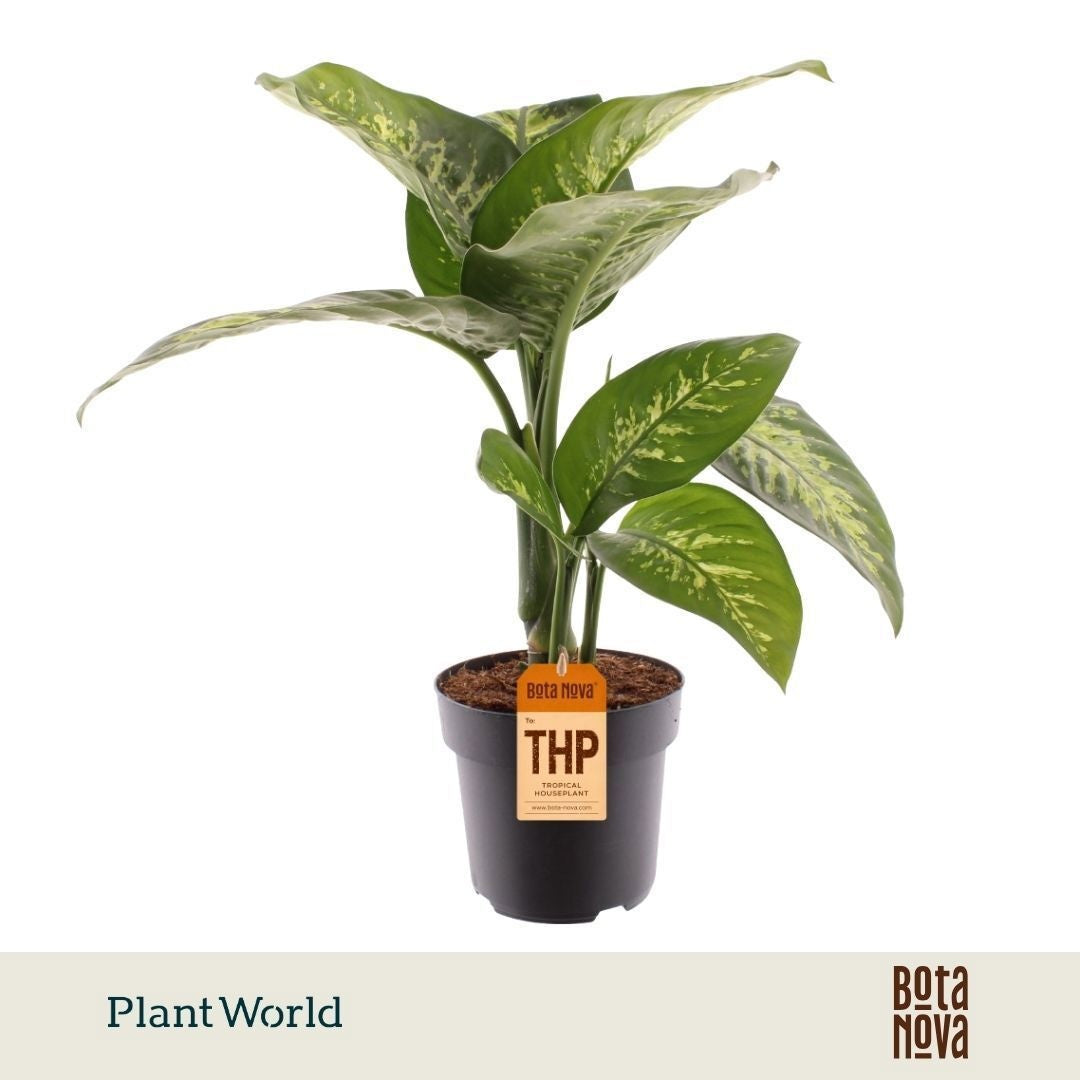 Plantworld Jogrow Dieffenbachia Tropic Snow Pack of 3