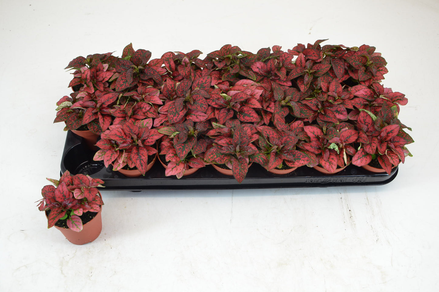 Schoenmakers Verkoop BV Hypoestes red Pack of 21