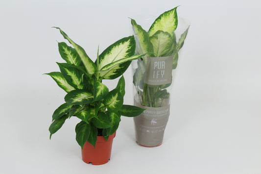 Dieffenbachia Camilla 40cm 12cm Pot