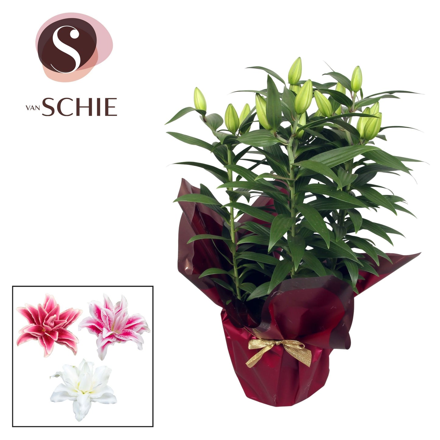 Lilium oriental mix 60cm 19cm Pot