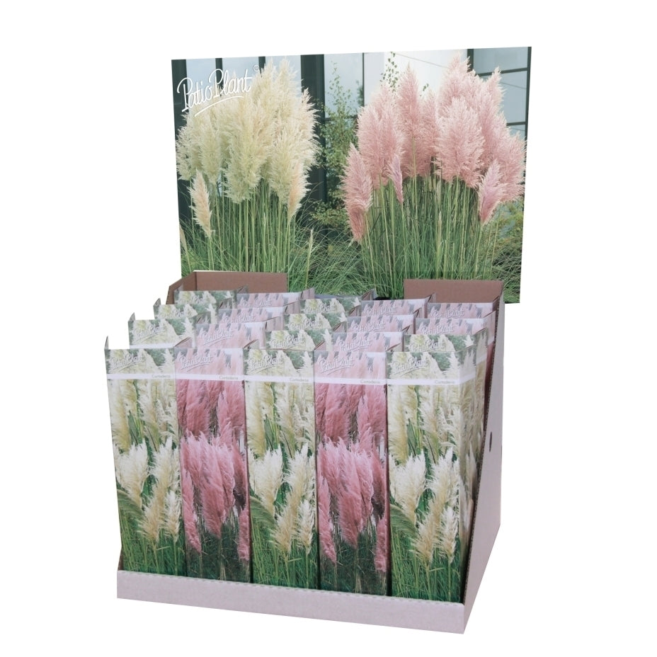 Valk BV Patioplant Cortaderia selloana Pack of 20