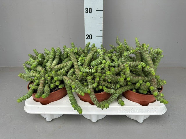 Crassula marnieriana 20cm 12cm Pot