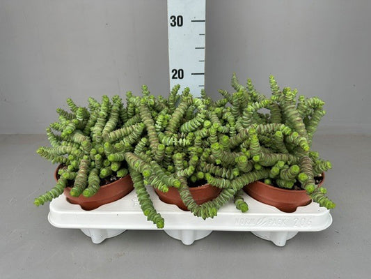 Crassula marnieriana 20cm 12cm Pot