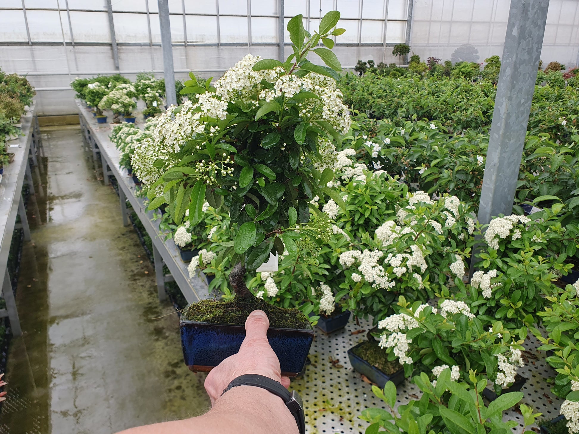 Lodder Bonsai BV Pyracantha angustifolia Pack of 7