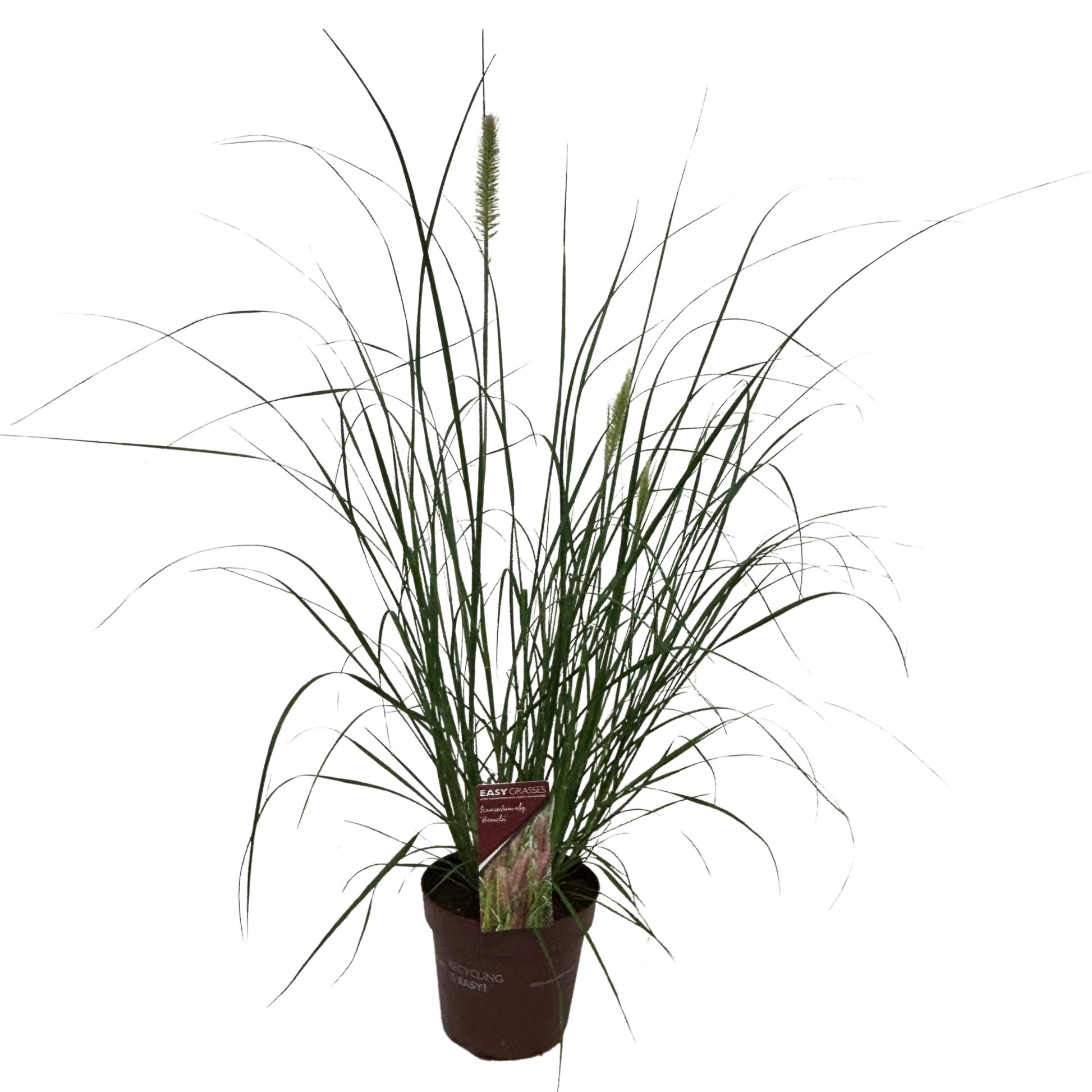 Pennisetum Hameln 65cm 17cm Pot