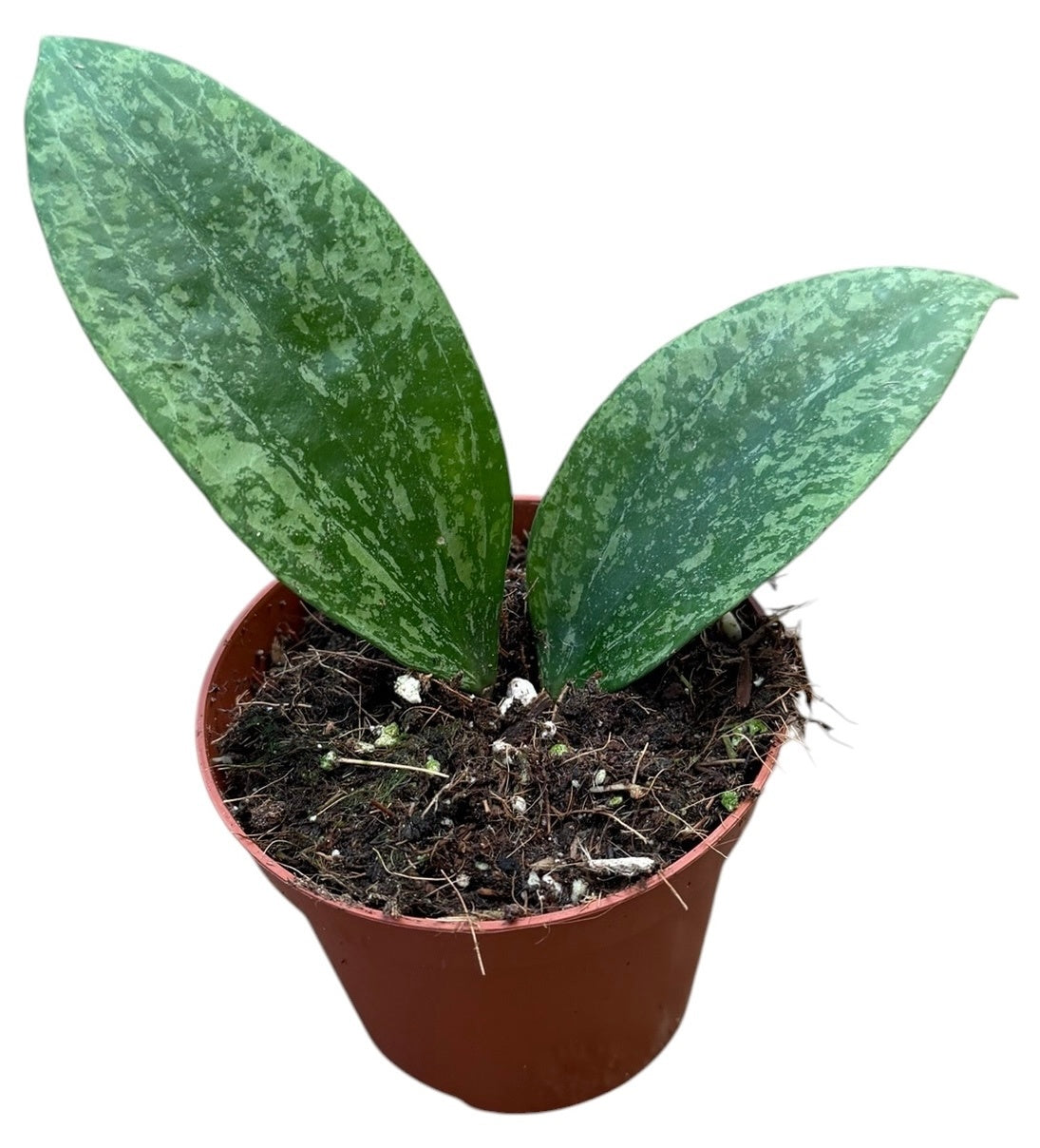 Hoya australis 10cm 8cm Pot
