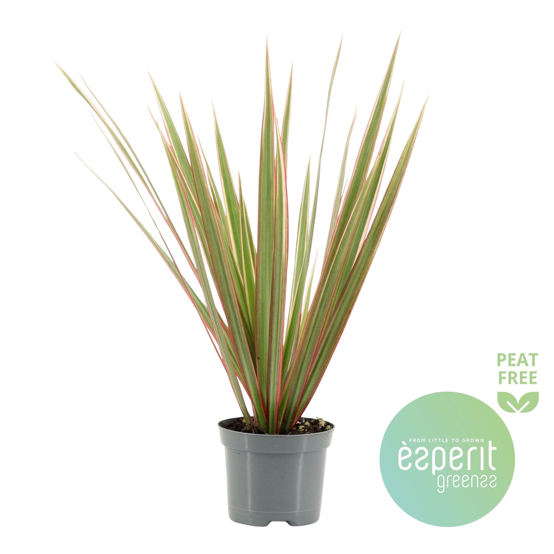 Esperit Plants Dracaena Bicolor Pack of 21