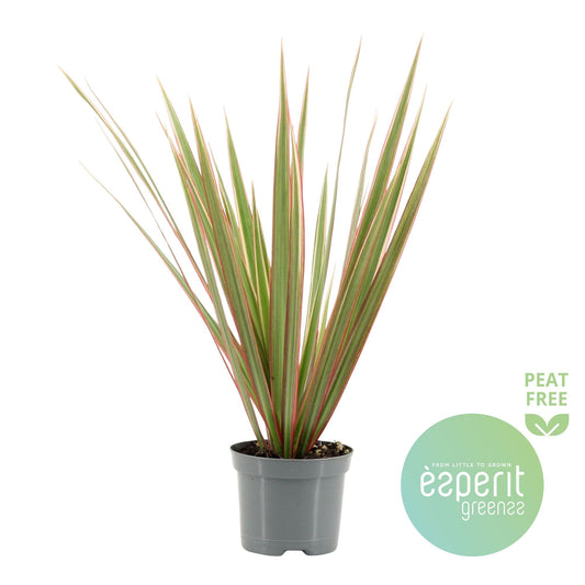 Esperit Plants Dracaena Bicolor Pack of 21