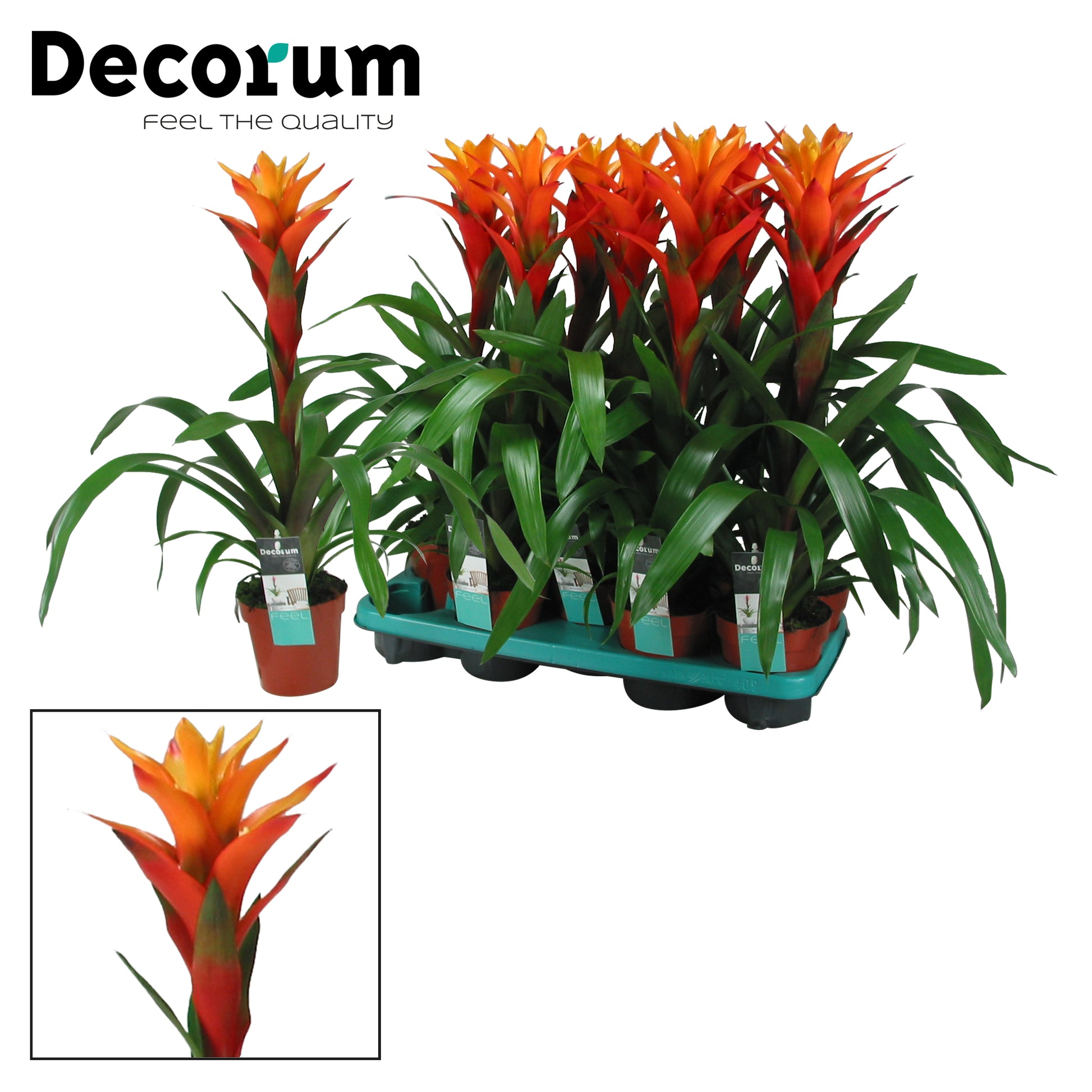JungleStar BV Guzmania Variada Pack of 9