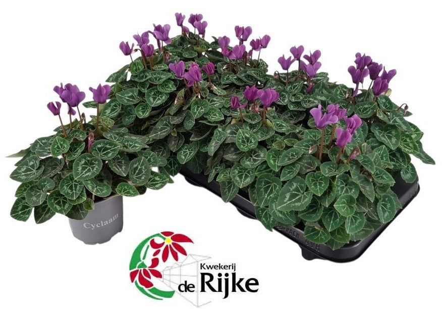 Cyclamen Dragon 20cm 10.5cm Pot