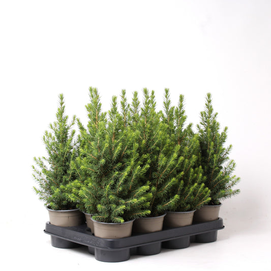 Picea glauca Perfecta 45cm 11cm Pot