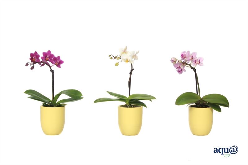 Phalaenopsis hybrid 17cm 6cm Pot