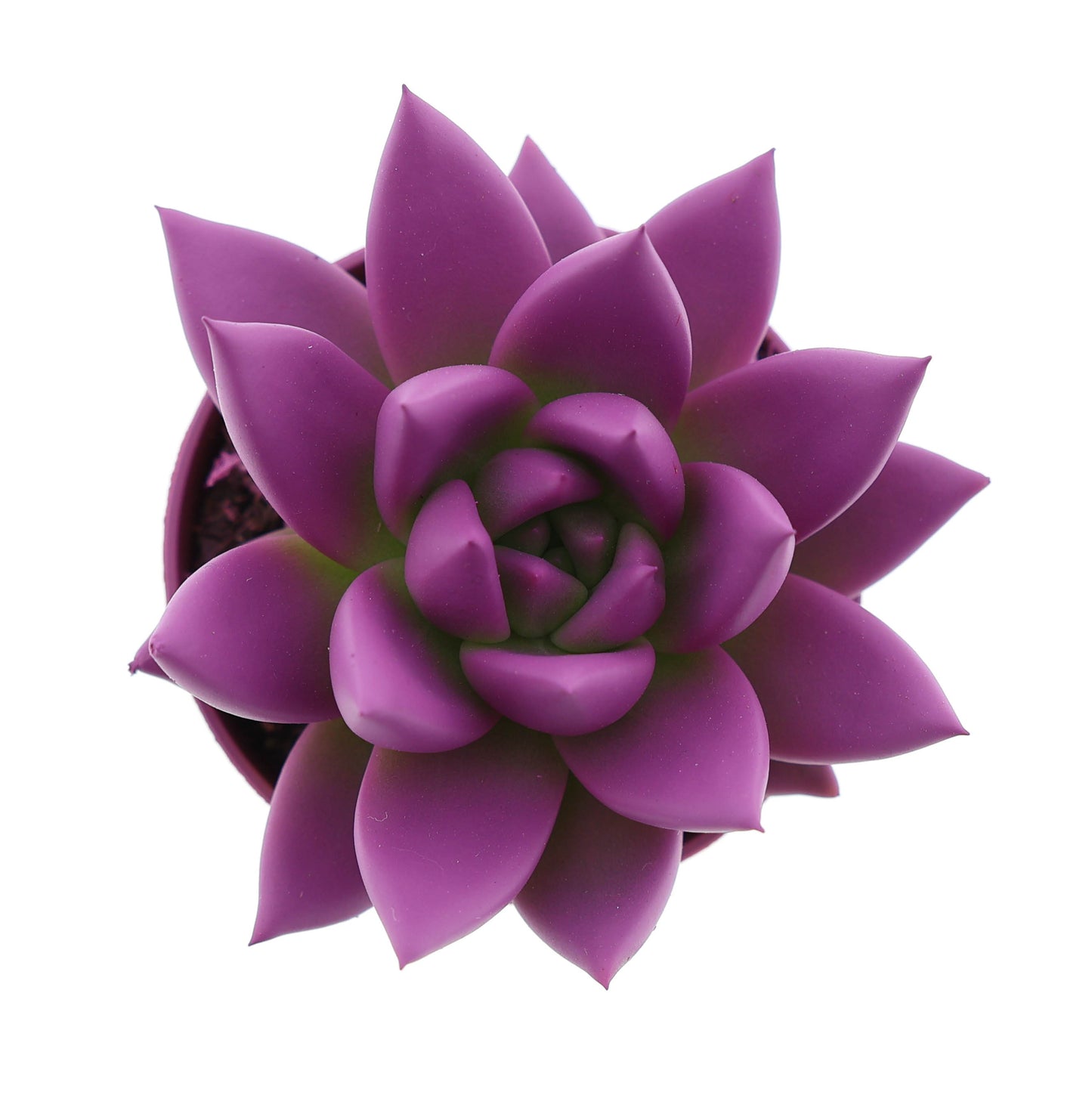 Rainbow fuchsia 8cm 5.5cm Pot