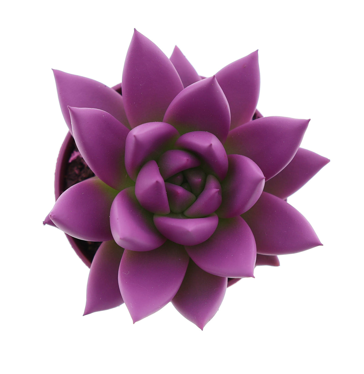 Rainbow fuchsia 8cm 5.5cm Pot