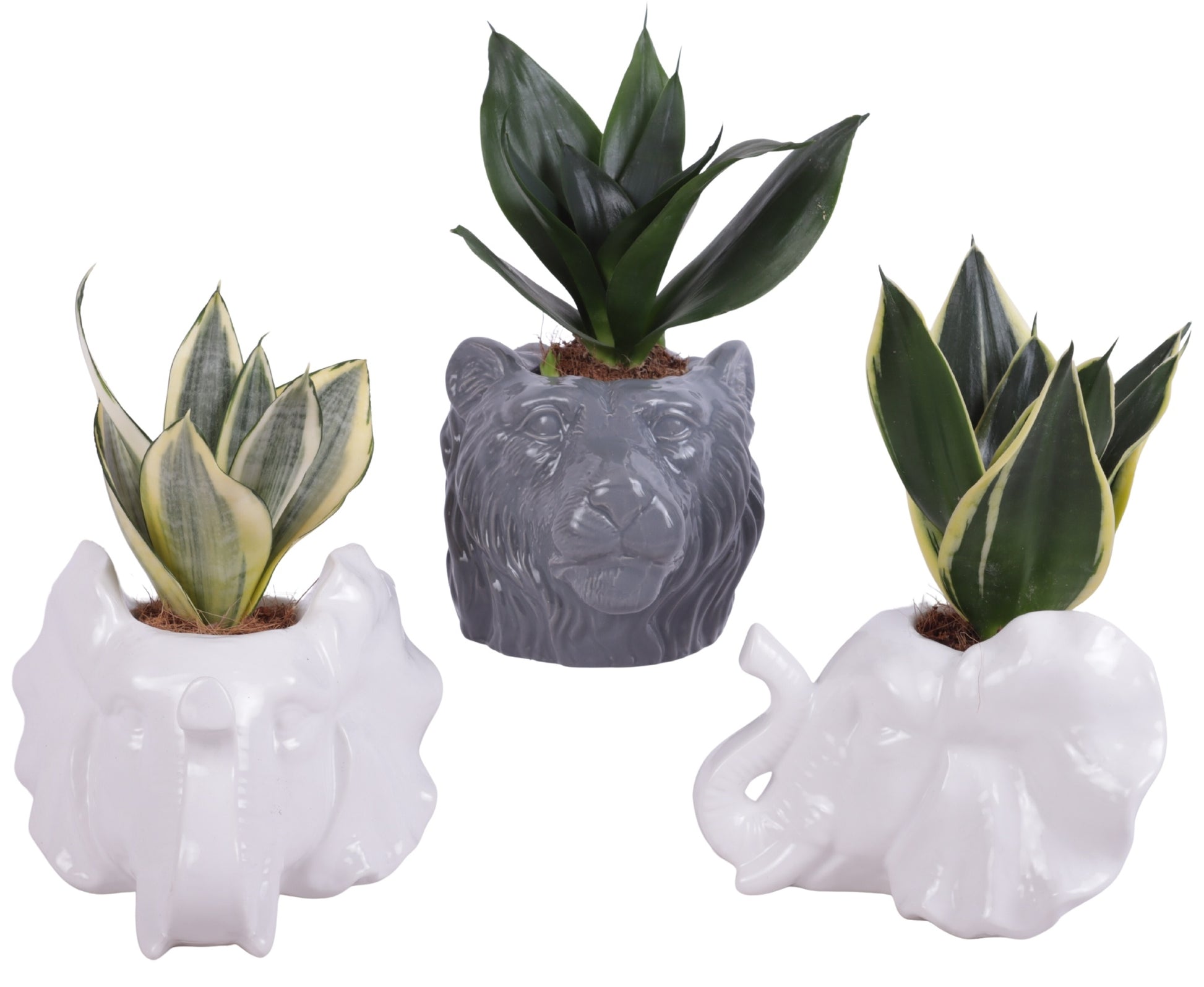 Sansevieria trifasciata 20cm 16cm Pot