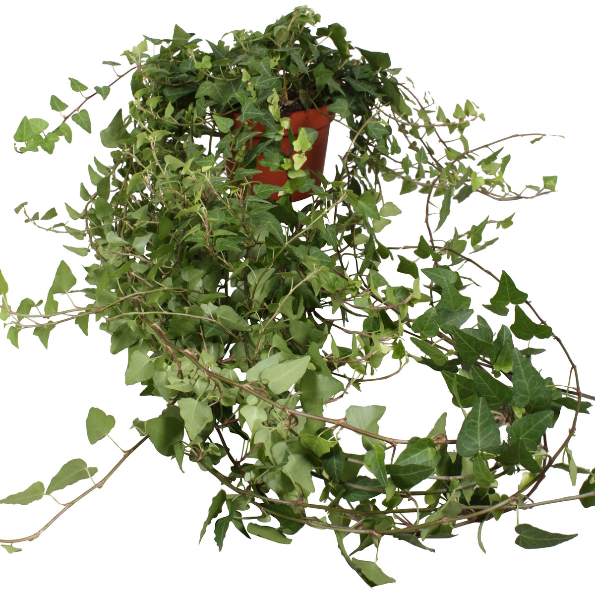 Hedera helix Anna 13cm Pot