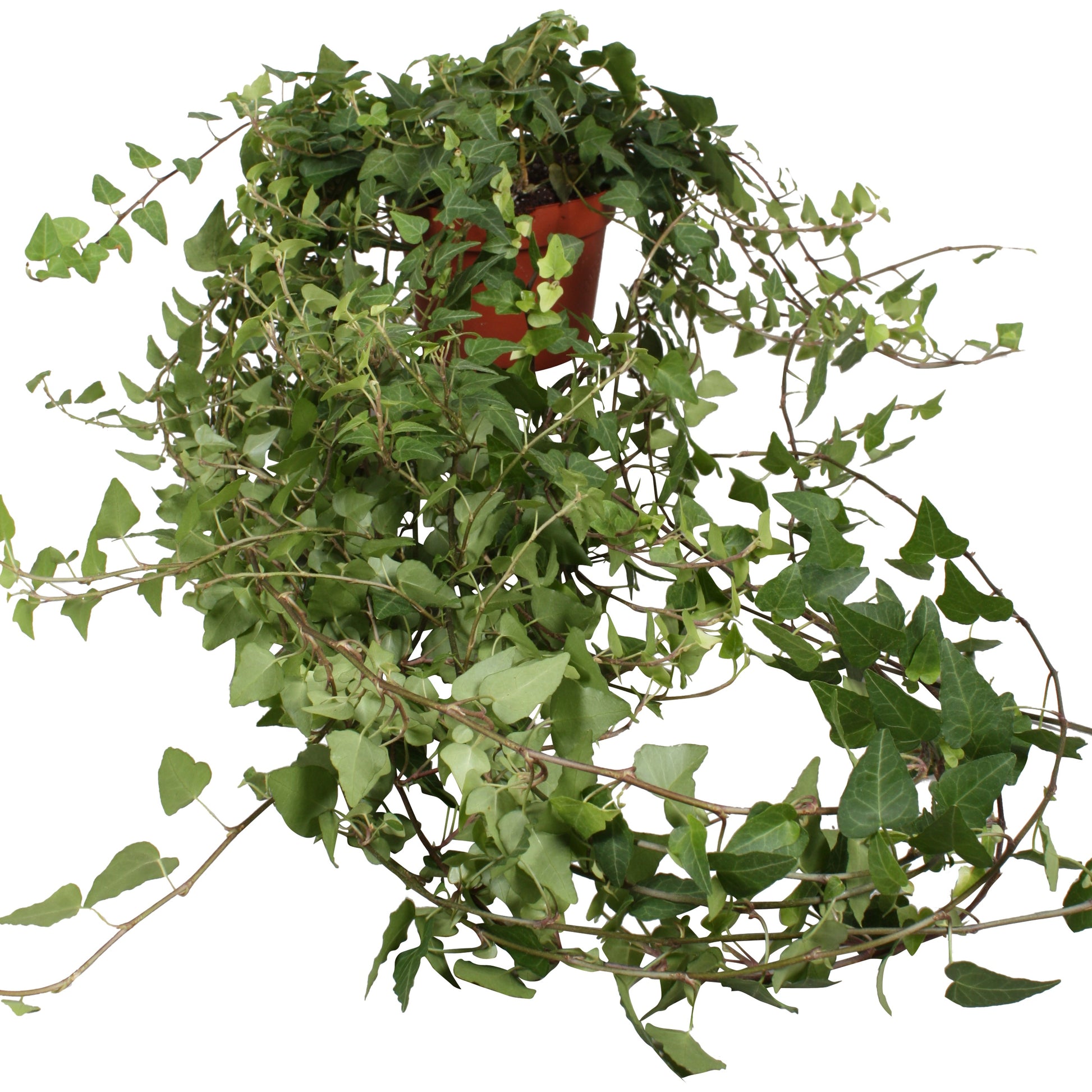 Vireo-Hedera plant BV Hedera helix Anna Pack of 10