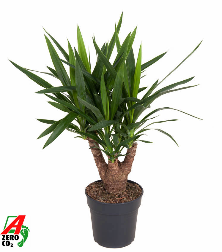 Yucca branched 80cm 21cm Pot