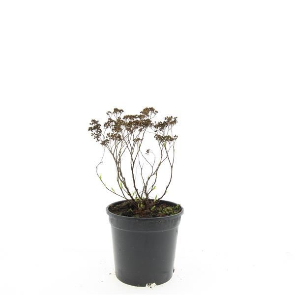 Spiraea japonica Albiflora 10cm 14cm Pot