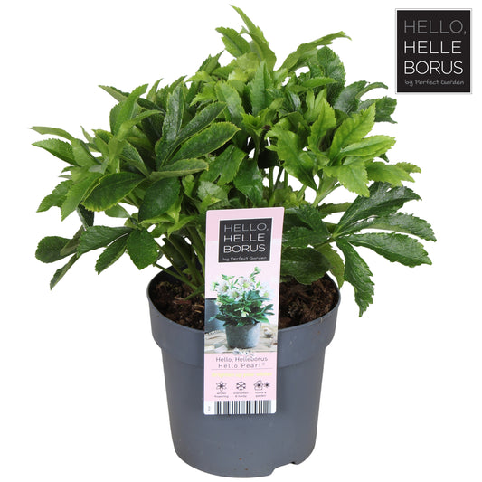 Helleborus orientalis 35cm 14cm Pot