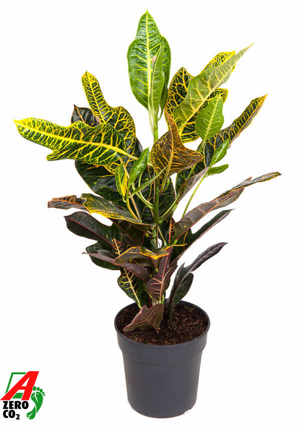 Codiaeum Excellent 60cm 19cm Pot