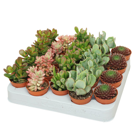 Succulent mix 8cm 5.5cm Pot