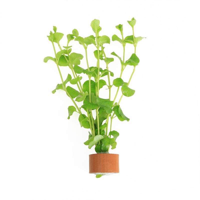 Lysimachia hybrid 5cm 2cm Pot