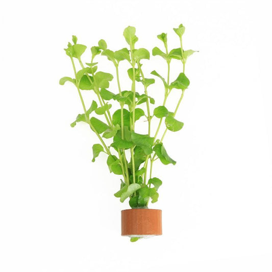 Lysimachia hybrid 5cm 2cm Pot