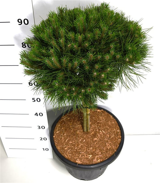 Pinus hybrid 100cm 38cm Pot