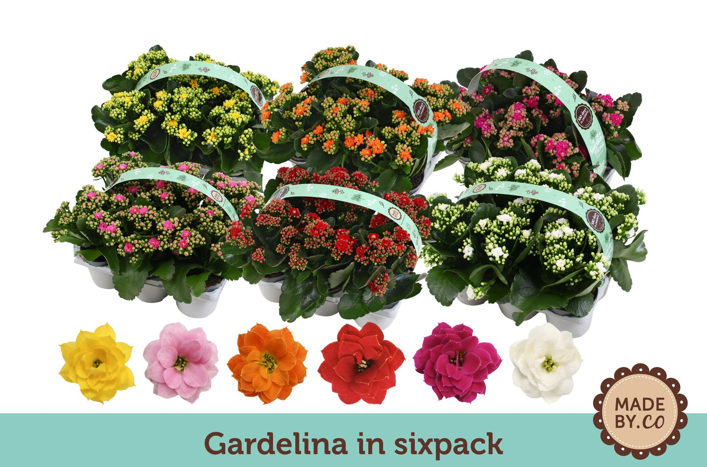 Kalanchoe double Gardenlina mix 19cm 9cm Pot