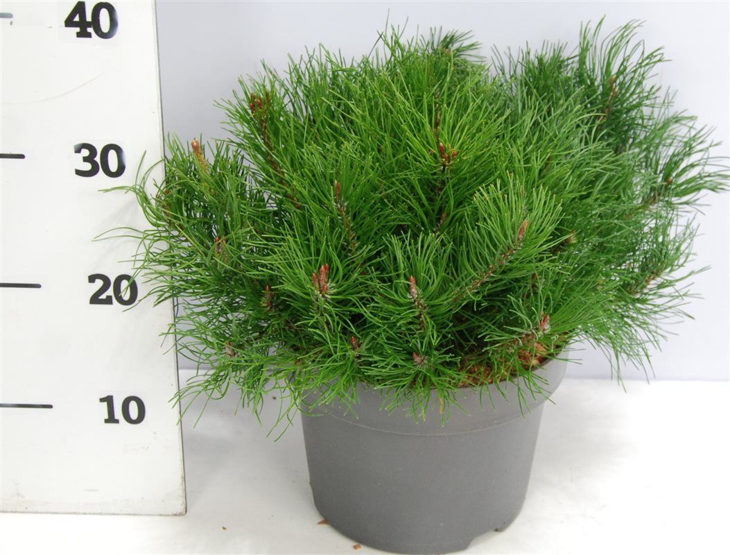 Pinus mugo Mugo 35cm 23cm Pot