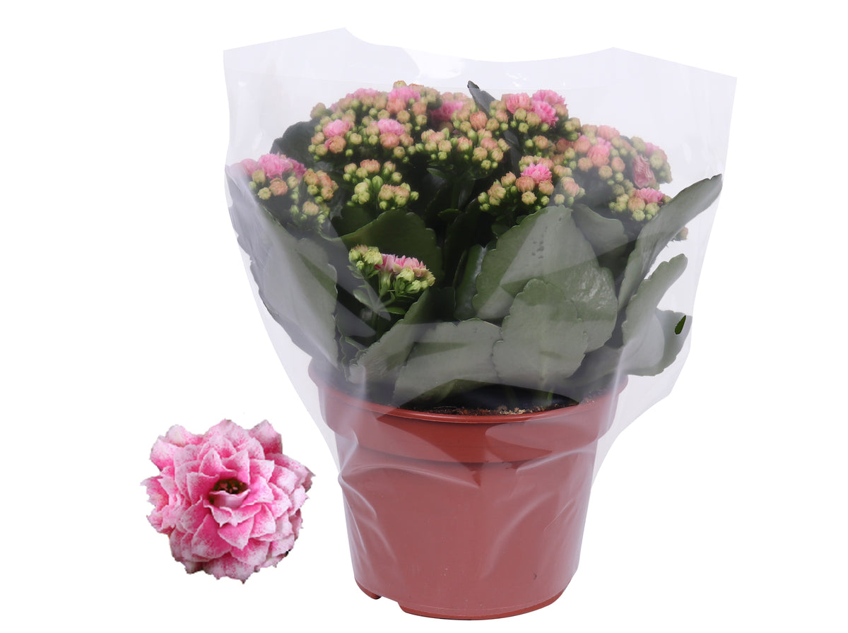 Kalanchoe Rosalina Don Alano 27cm 15cm Pot