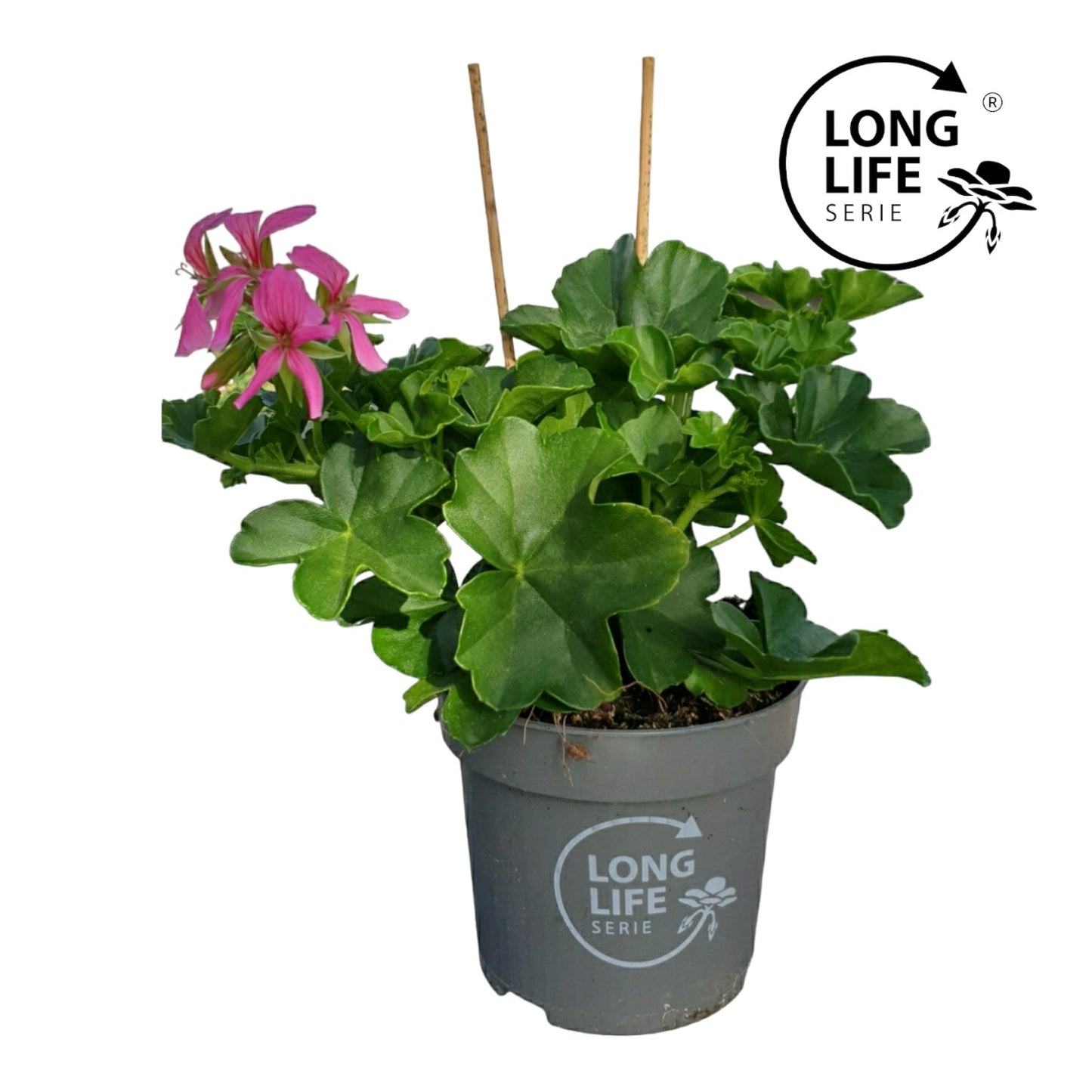 Pelargonium peltatum 22cm 510cm Pot